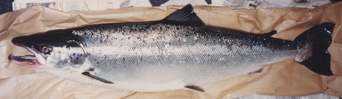 Salmon River Morrum 1996