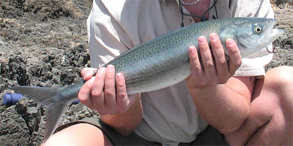 Kahawai fish