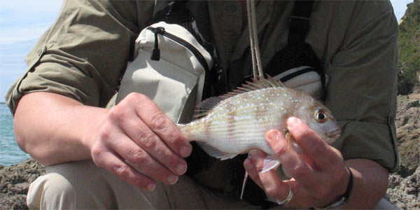 Mini-snapper fish