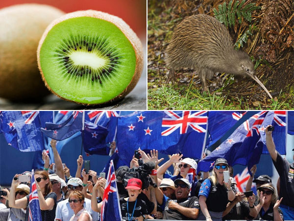 The three different kind of kiwi