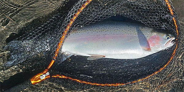 Tongariro River rainbow trout