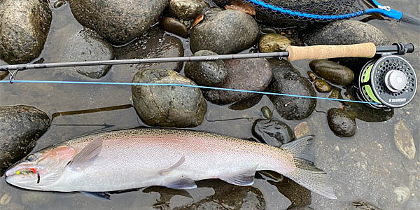 Tongariro River rainbow trout