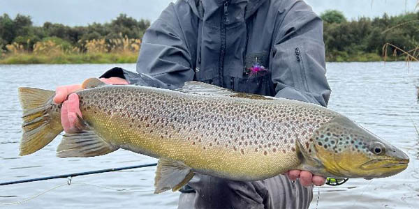 Tongariro River brown trout