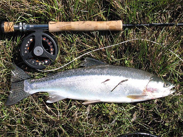 Lake Wanaka rainbow trout